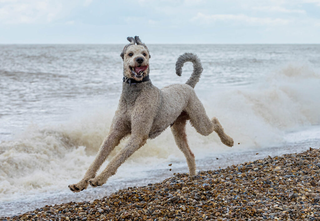 Golden doodle having fun on the beach. Pet Photography Essex