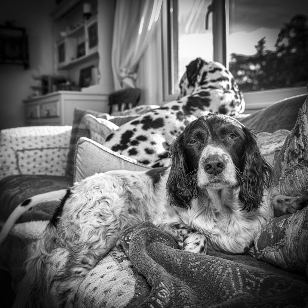 Portrait of a Spaniel. Pet Photography Essex