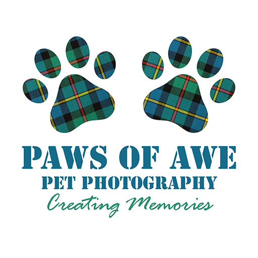 Paws of Awe Pet Photography