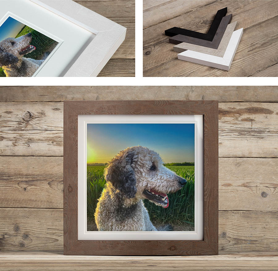 New England Frame for pet photoshoot products